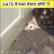 Gate में फसा डॉगी 🐕 मरने ही वाला था पर।#animals #shorts #facts #viral #dog #animallover #pets