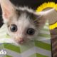 Gatito de media libra se trepa sobre sus hermanos cada vez que puede | Pequeño y Valiente | El Dodo