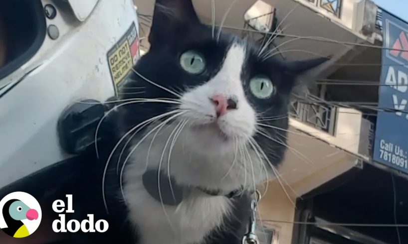 Gatito salta a la motocicleta de este chico y se une a él en un viaje épico por carretera | El Dodo