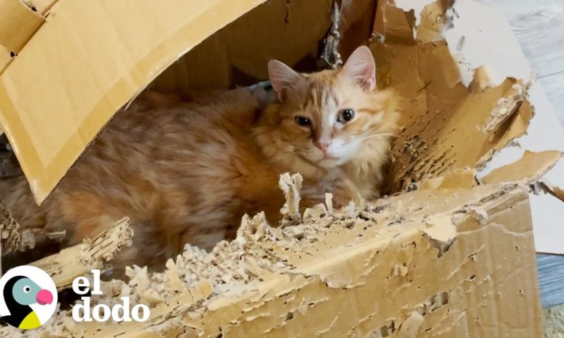 Gato atigrado pelirrojo que se enamoró de una caja triturada | Cat Crazy | El Dodo