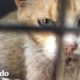Gato callejero duplica su tamaño en un mes | El Dodo