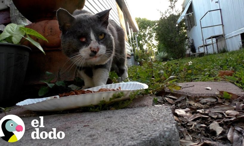 Gato callejero pasa de vivir en la calle a acurrucarse con su nuevo hermano | El Dodo