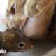 Gato es TAN amable con su ardilla hermana | El Dodo