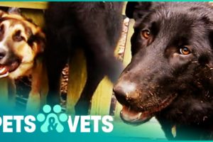 German Shepherd Puppy Is Stuck In A Fence | Animal Rescue | Pets & Vets