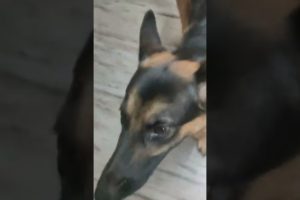 German shepherd dog playing with bubbles cute dog videos funny dog videos trending amazing dog vid