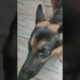 German shepherd dog playing with bubbles cute dog videos funny dog videos trending amazing dog vid