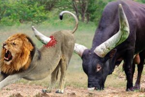 God Gave Strength To Buffalo Leading Herd Rescues His Teammates From Lion Chase - Wild Animal Attack