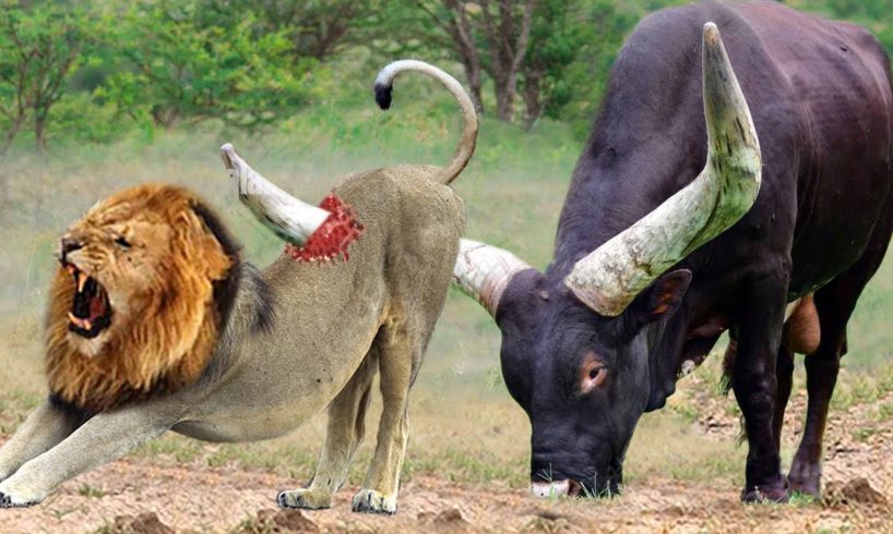 God Gave Strength To Buffalo Leading Herd Rescues His Teammates From Lion Chase - Wild Animal Attack