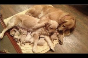 Golden Retriever Puppies Will Make You Laugh Countless Times - Funny and Cute Golden Retriever Puppy