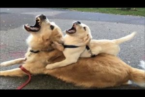 Golden Retriever - The Most Dangerous Dogs on This Planet - Funny and Cute Golden Retriever Puppies