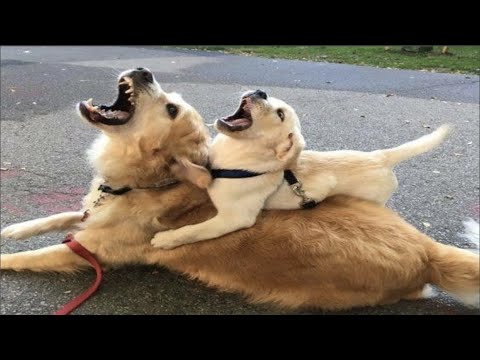 Golden Retriever - The Most Dangerous Dogs on This Planet - Funny and Cute Golden Retriever Puppies