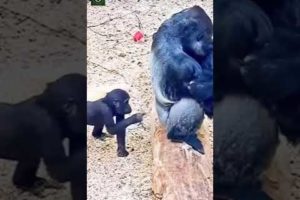 Gorilla Playing   Vía waowafrica Ig