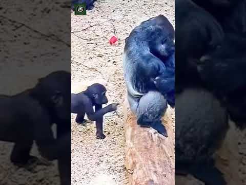 Gorilla Playing   Vía waowafrica Ig