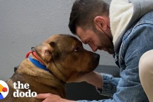 Guy Promises He's Not Going To Keep His Foster Dog... | The Dodo Foster Diaries