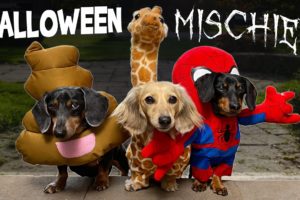 HALLOWEEN MISCHIEF - Cute & Funny Wiener Dogs Go Trick or Treating!