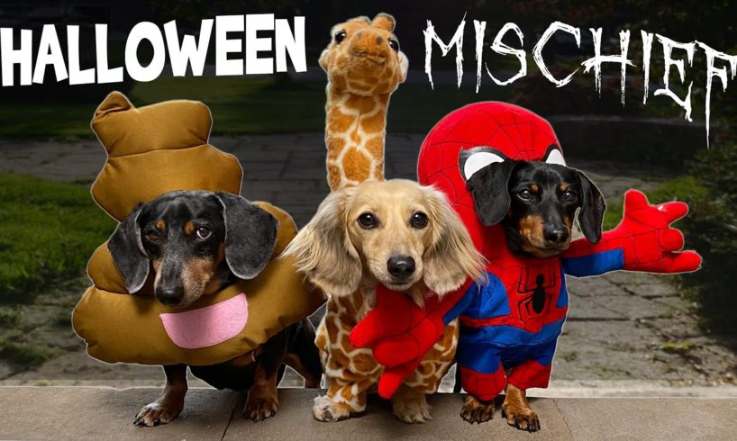 HALLOWEEN MISCHIEF - Cute & Funny Wiener Dogs Go Trick or Treating!