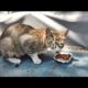 HELP! Only Wish of the Poor Stray Cat  is to Eat Something/ RESCATE ANIMALES