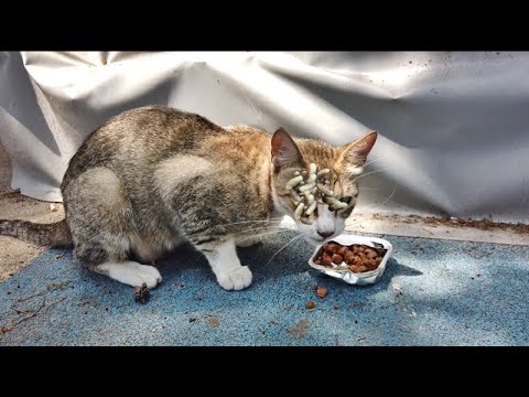 HELP! Only Wish of the Poor Stray Cat  is to Eat Something/ RESCATE ANIMALES