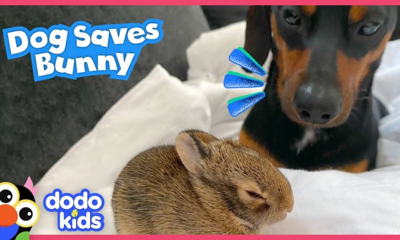 Hero Dog Rescues Tiny Bunny And Becomes His Brother! | Dodo Kids | Rescued!