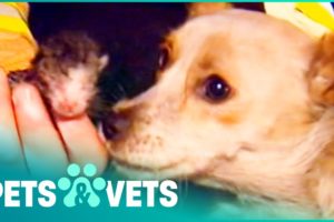 Hero Dog Saves Kittens From A House Fire | Animal Rescue | Pets & Vets