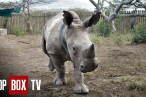 High Stakes Rhino Rescue Mission - Wild Animal Rescue