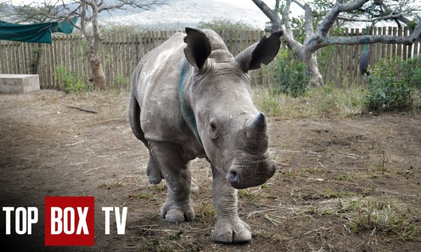 High Stakes Rhino Rescue Mission - Wild Animal Rescue