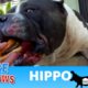 Hippo didn't worry about his own bleeding - he just wanted the cheeseburger! 🍔