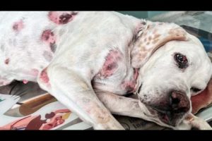 Hope for Paws Rescue Abused Hunting Dog In Coma Named Lola