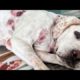 Hope for Paws Rescue Abused Hunting Dog In Coma Named Lola