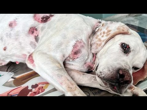 Hope for Paws Rescue Abused Hunting Dog In Coma Named Lola