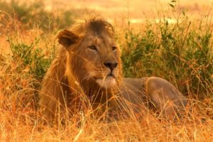 How To Film Wild Animals In The Rain | Serengeti: Behind The Scenes | Earth Unplugged