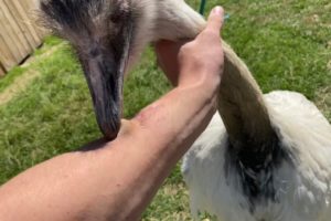 How To Survive A Rhea Attack (training Kevin p1)