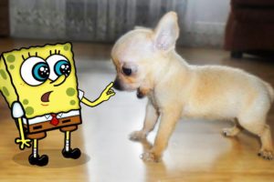 How cute !! Little Puppy vs Tiny Spongebob 🐶 Spongebob in Real Life ! Funniest Cats And Dogs Videos