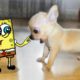 How cute !! Little Puppy vs Tiny Spongebob 🐶 Spongebob in Real Life ! Funniest Cats And Dogs Videos