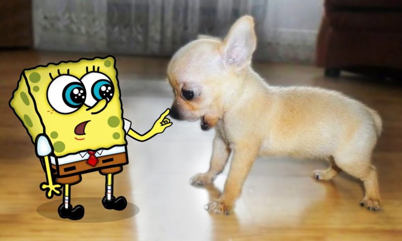 How cute !! Little Puppy vs Tiny Spongebob 🐶 Spongebob in Real Life ! Funniest Cats And Dogs Videos