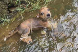 How pitiful it is to rescue a puppy whose feet are tied and thrown into a deep ditch
