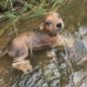 How pitiful it is to rescue a puppy whose feet are tied and thrown into a deep ditch