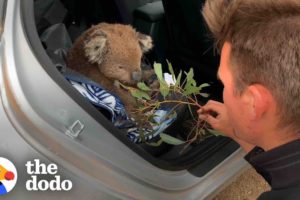Hungry Koala Walks Up To Couple Asking For Help | The Dodo