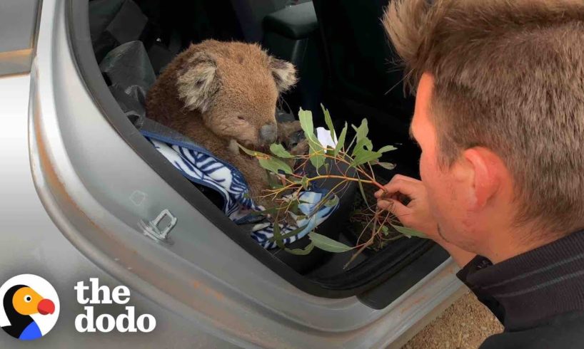 Hungry Koala Walks Up To Couple Asking For Help | The Dodo