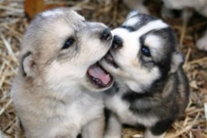 Huskies Being Dramatic & Weird For 9 Minutes - Funniest and Cutest Husky Puppies Compilation