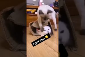 I got you - Cats playing Funniest Games - Amazing Pet Animals Videos