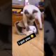 I got you - Cats playing Funniest Games - Amazing Pet Animals Videos