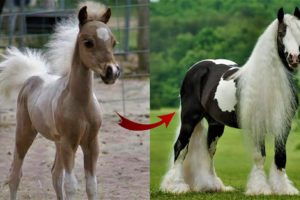 😎I'm a Big Kid Now Cute Baby Animals Horse | Funny Pets City #51