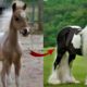 😎I'm a Big Kid Now Cute Baby Animals Horse | Funny Pets City #51