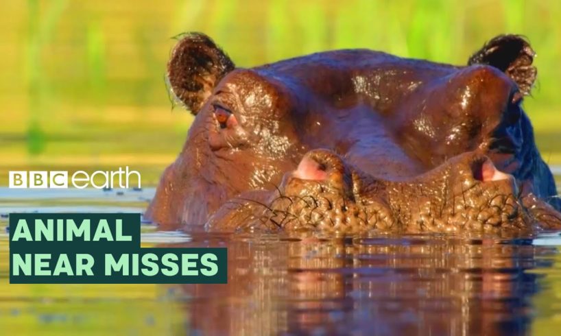 Incredible Animal Escapes | BBC Earth