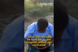 π It needs to be seen π₯ Emotional Animal Rescue Story! #shorts