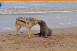 Jackal Attack! Seal Trying to Run Into Sea - Animal Fights | Nature Documentary
