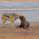 Jackal Attack! Seal Trying to Run Into Sea - Animal Fights | Nature Documentary