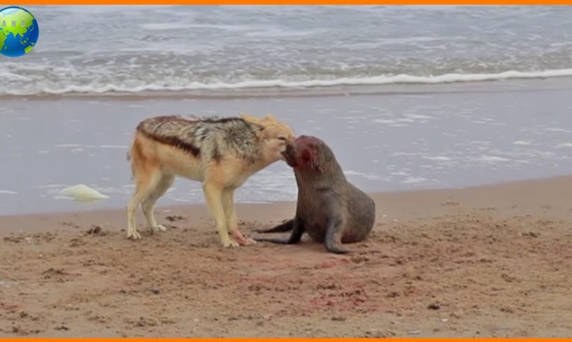 Jackal Attack! Seal Trying to Run Into Sea - Animal Fights | Nature Documentary