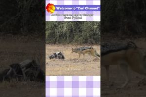 Jackal rescues Honey Badger from Python | Wild animals | Cari Channel